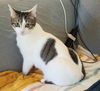 adoptable Cat in  named MILEY - SWEET BEAUTIFUL YOUNG KITTY