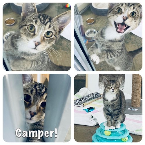 Camper- SUPER CUTE KITTEN! 4 mo/5 lbs