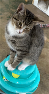 adoptable Cat in atlanta, LA named CAMPER Kitty - 6 mo/5 lbs - SWEET!