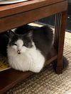 MISTY - STUNNING GIRL -Foster/FINAL HOME!