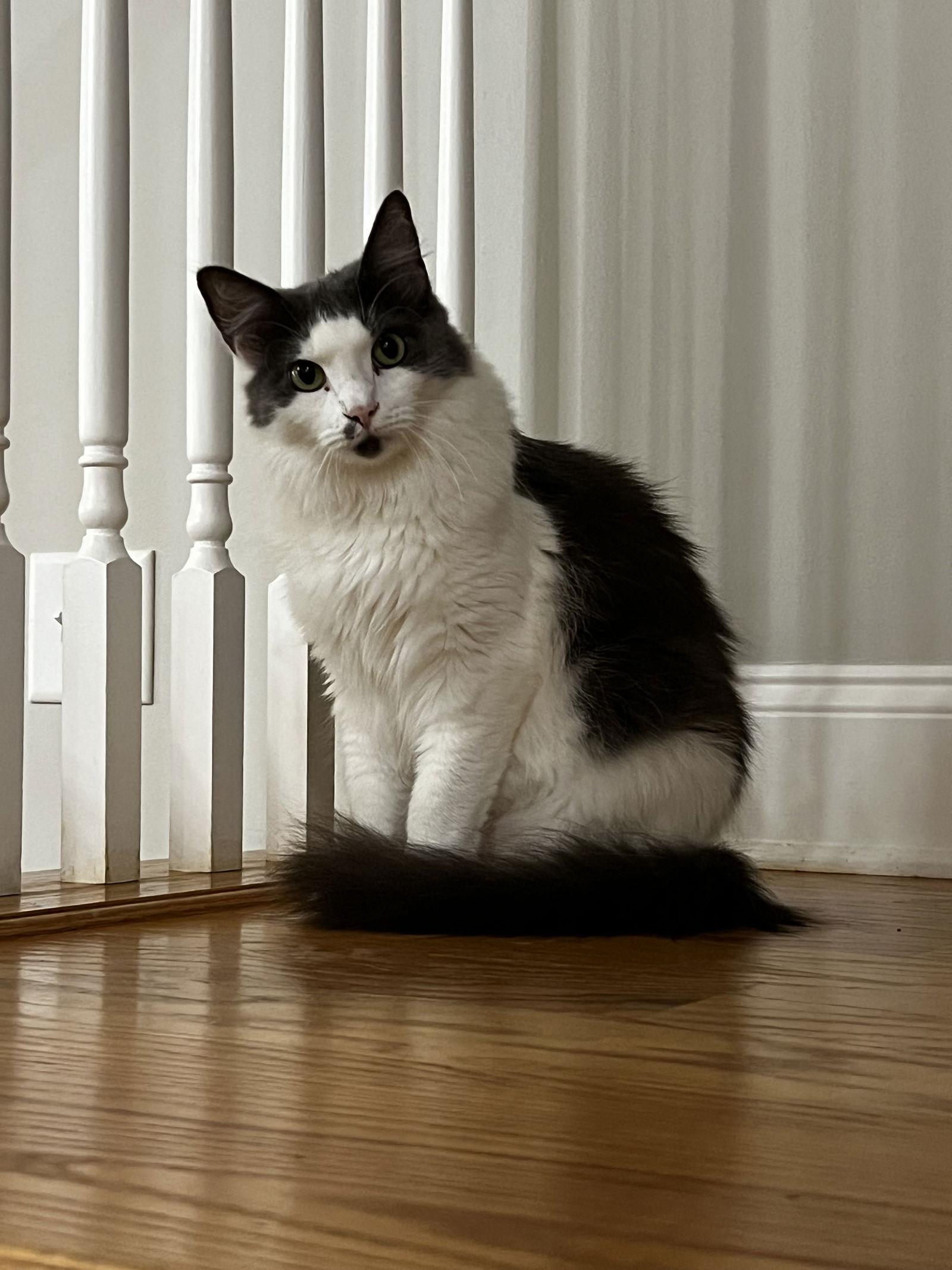 adoptable Cat in Atlanta, GA named MISTY - A BEAUTY - MESMERIZING GIRL