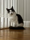 MISTY - STUNNING GIRL -Foster/FINAL HOME!