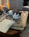 MISTY - STUNNING GIRL -Foster/FINAL HOME!
