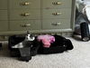 MISTY - STUNNING GIRL -Foster/FINAL HOME!