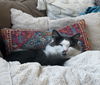 MISTY - STUNNING GIRL -Foster/FINAL HOME!