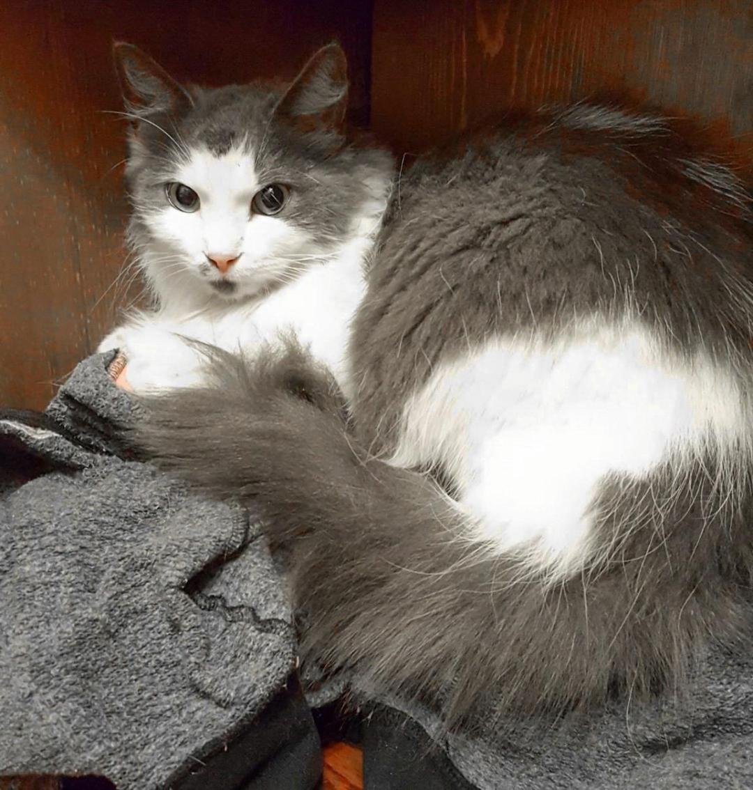 adoptable Cat in Atlanta, GA named Misty - STUNNING KITTY