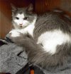 adoptable Cat in  named Misty - STUNNING KITTY