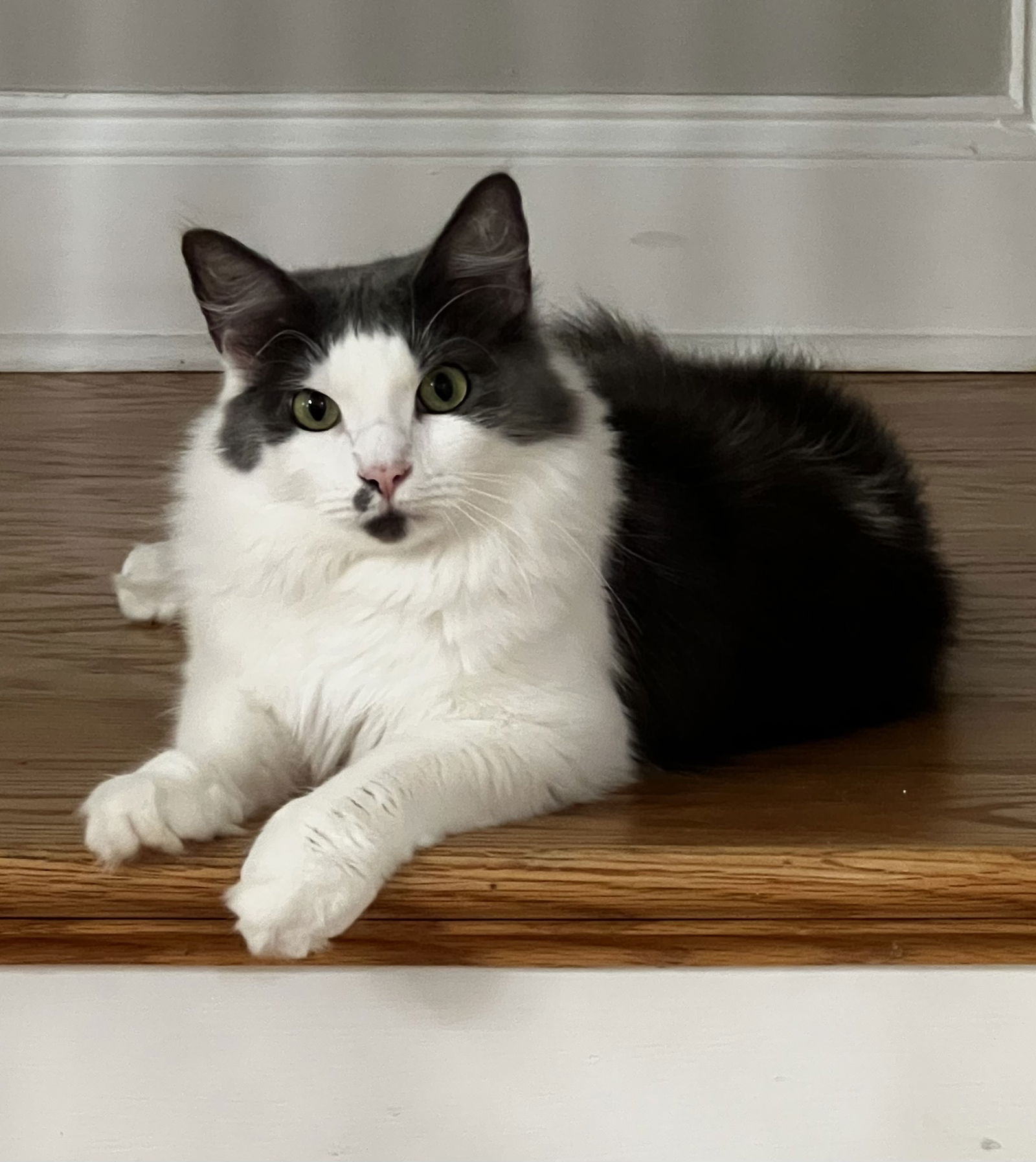 adoptable Cat in Atlanta, GA named MISTY - A BEAUTY - MESMERIZING GIRL