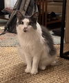 adoptable Cat in  named MISTY - STUNNING GIRL - Temp Foster/FINAL HOME!