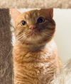 Honey (OOmoo) - RARE YELLOW TABBY GIRL