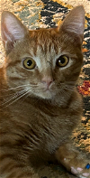 adoptable Cat in atlanta, ga, GA named PEACHES (Pretty) Girl - YELLOW TABBY BEST!