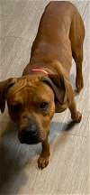 CHICHI - CUTE Boxer Mix; ABANDONED Needs FOREVER