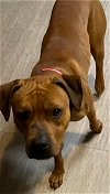 CHICHI - CUTE Boxer Mix; ABANDONED Needs FOREVER