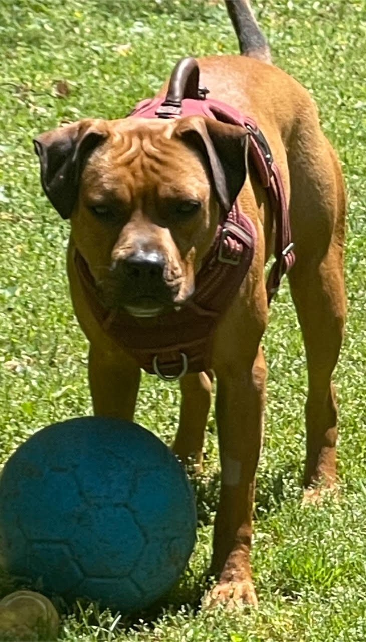 adoptable Dog in Atlanta, GA named CHICHI - CUTE Boxer Mix; ABANDONED Needs FOREVER