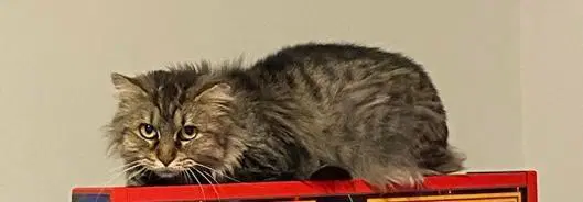 Maize - Beautiful Tabby - Feralsemi-Feral Kitty image 3