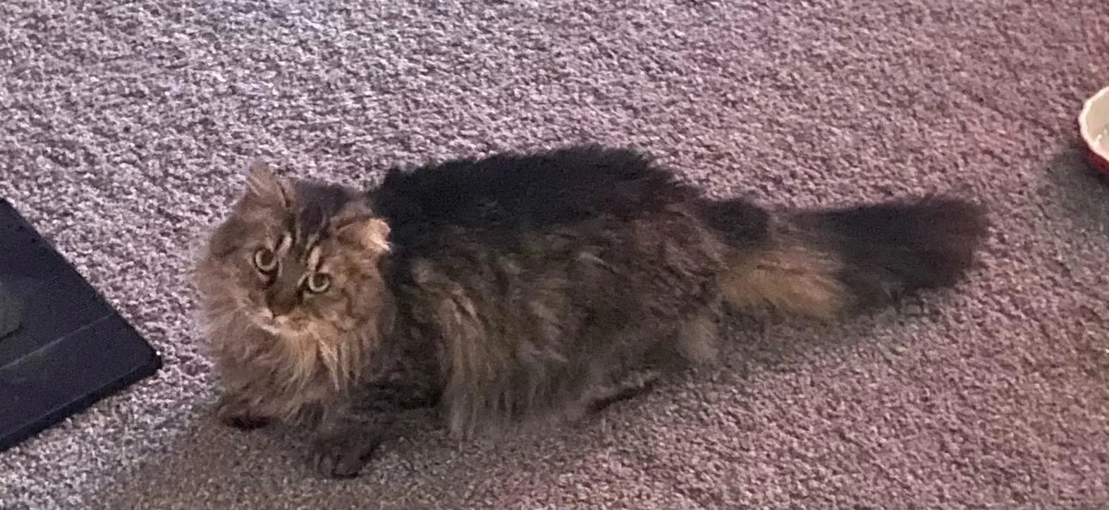 Maize - Beautiful Tabby - Feralsemi-Feral Kitty - Domestic Medium Hair