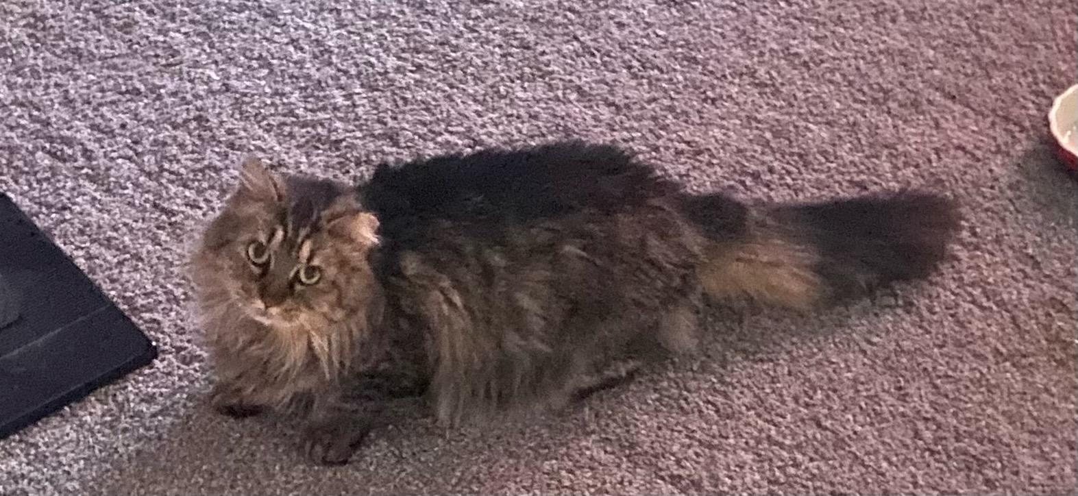 Maize - Beautiful Tabby - Feralsemi-Feral Kitty