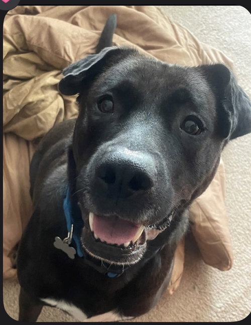 COLE - BIG Lab/Hound So SWEET -