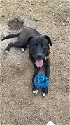 adoptable Dog in  named COLEMAN (Fabulous Lab/Hound/Sh - ASAP!