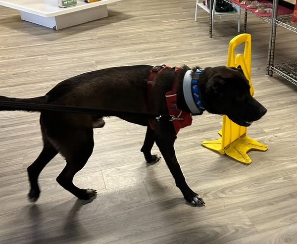 COLE - BIG Lab/Hound/Shep - ASAP!
