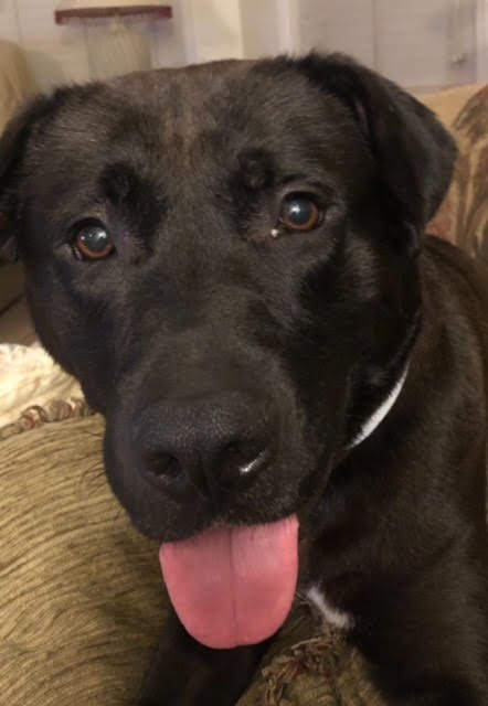 adoptable Dog in Atlanta, GA named COLEMAN (Fabulous Lab/Hound - Needs Home ASAP!