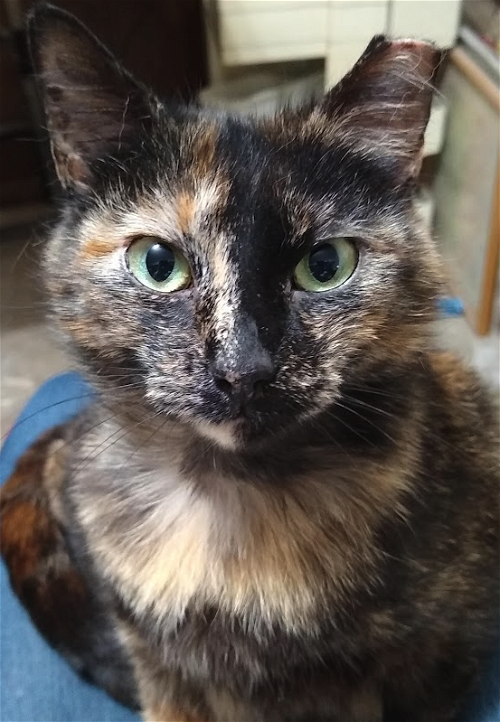 LILY - Torti Girl - Lovely Cat!