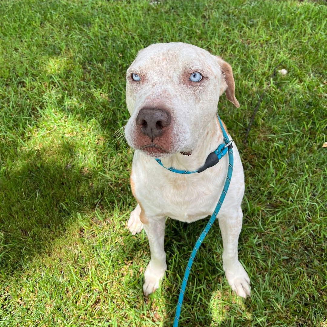 adoptable Dog in Atlanta, GA named ENZO