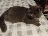 Lily - Fuzzy Gray Kitten - ADORABLE