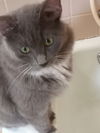 Lily - Fuzzy Gray Kitten - ADORABLE