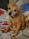 Holly AND Boo - BONDED POODLE & DOXIE-CHIHUAHUA