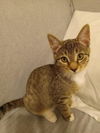 adoptable Cat in Atlanta, GA named Rascal Girl - Cute as a Button! CUDDLY!