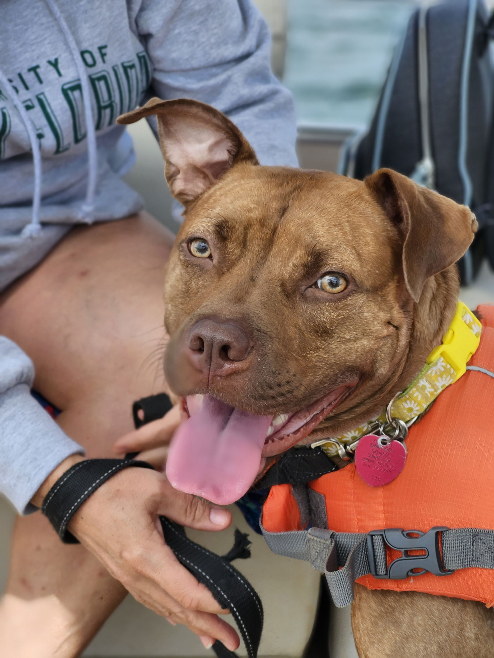 adoptable Dog in Atlanta, GA named HONEY