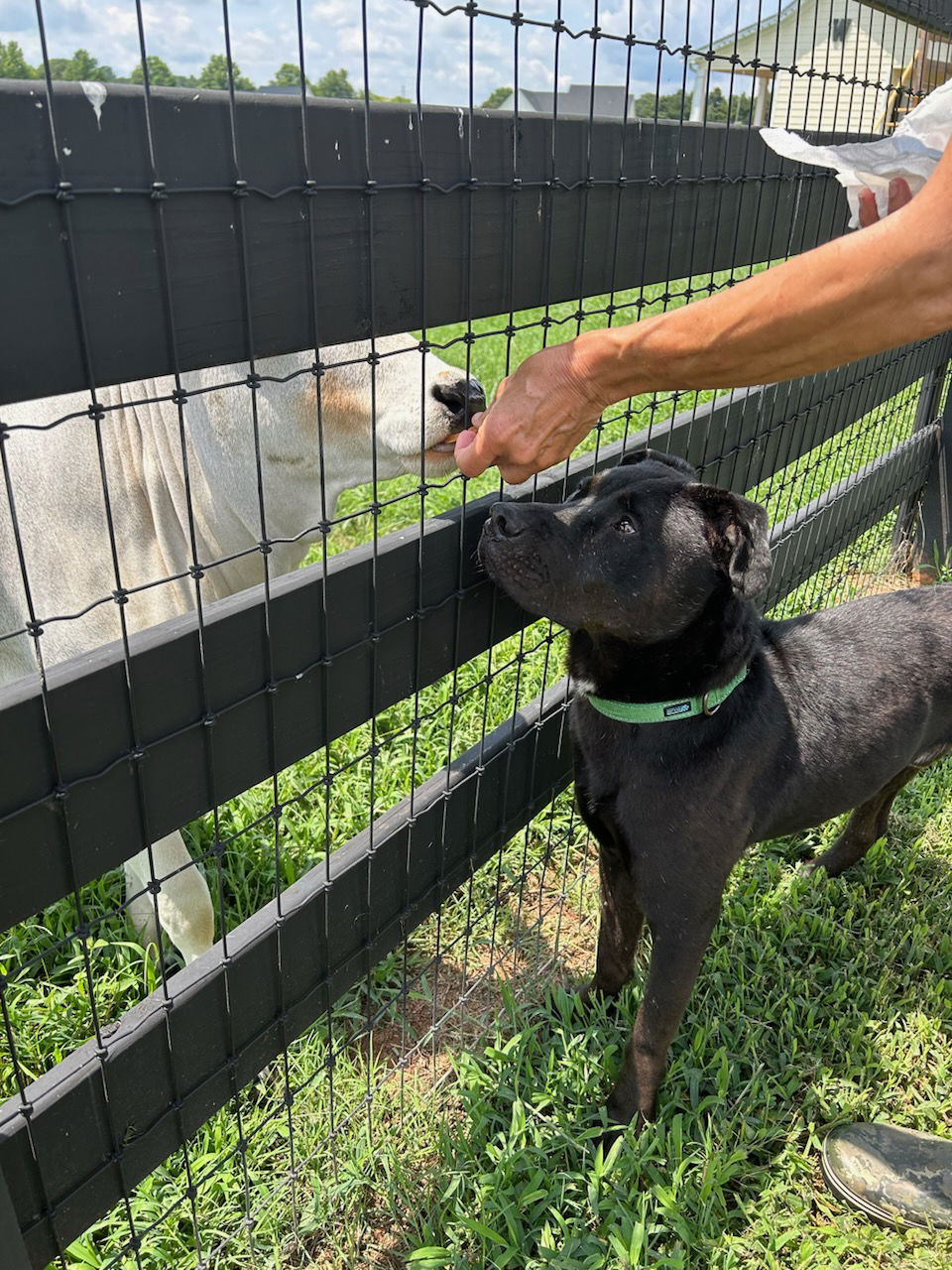 adoptable Dog in Atlanta, GA named MIDNIGHT