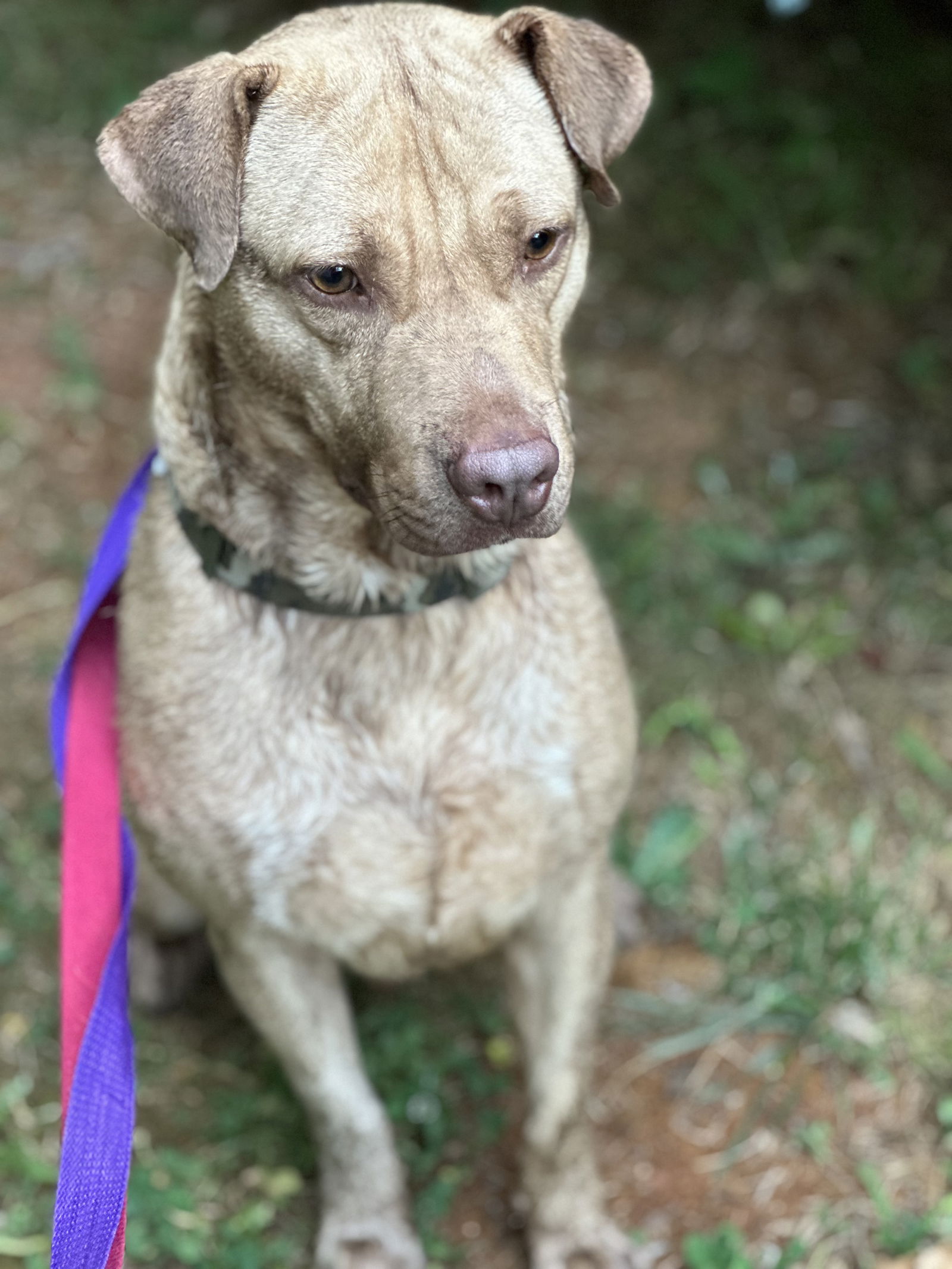 Dog for Adoption - CONAN- KID AND DOG FRIENDLY!, a Labrador Retriever ...