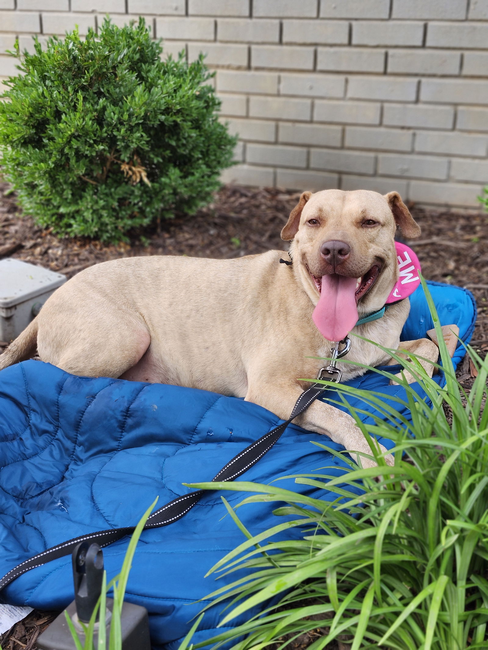 adoptable Dog in Atlanta, GA named CONAN