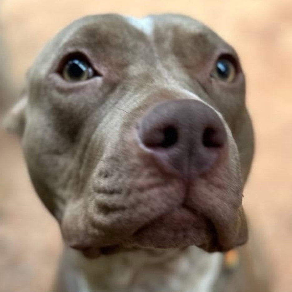 Dog for Adoption PEACHES DOG FRIENDLY, a American Pit Bull Terrier