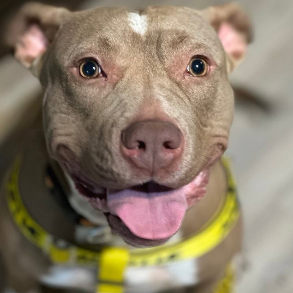 Dog for Adoption PEACHES DOG FRIENDLY, a American Pit Bull Terrier