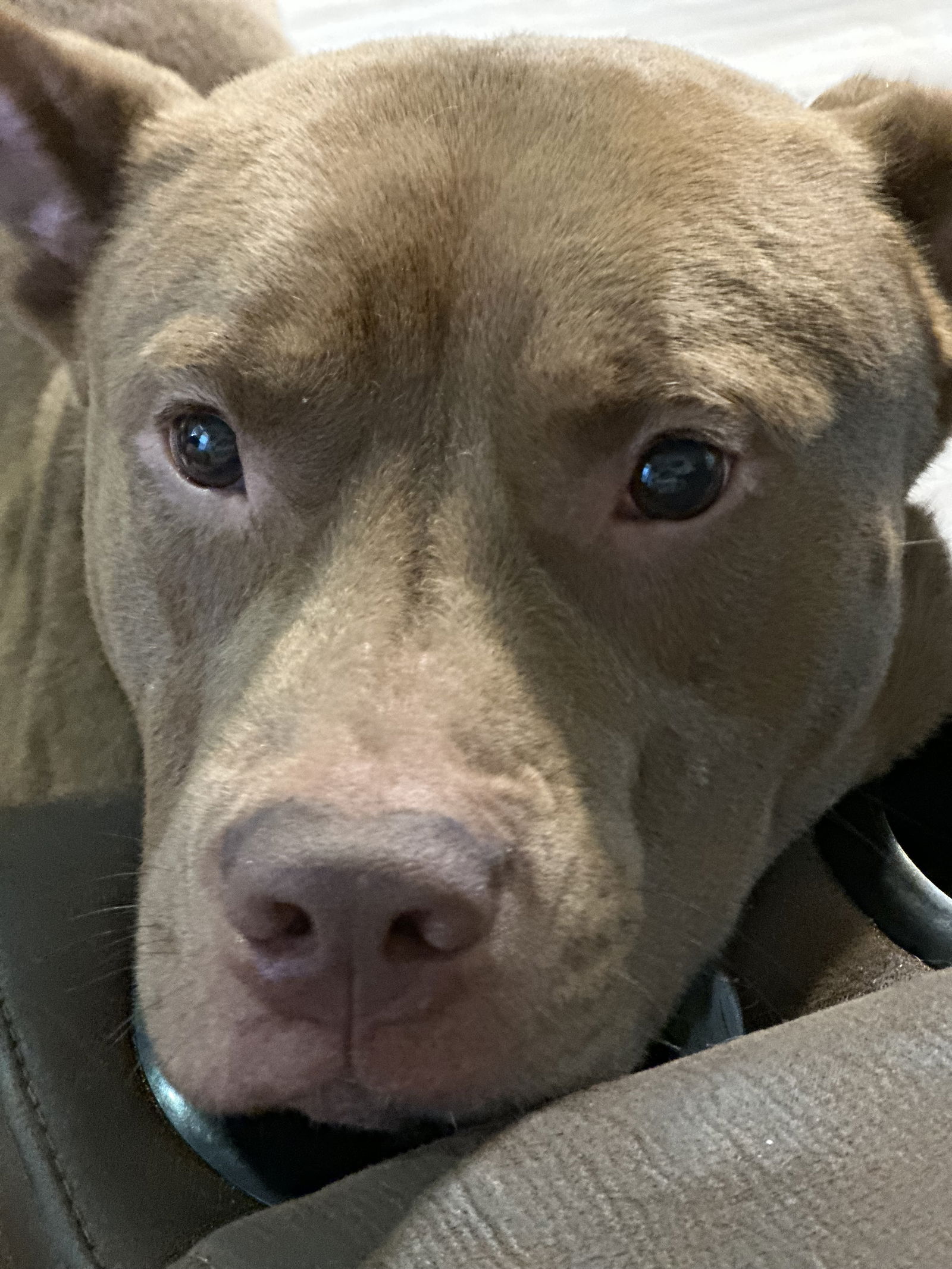 Dog for Adoption - BEANS - DOG AND KID FRIENDLY, a American Pit Bull ...