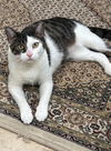 adoptable Cat in Atlanta, GA named Ms. Olive - Lovebug Best Lap Sitter! ASAP!