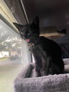 Sky - Little girl  - adorable fun black kitten!