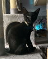 Sky - Little girl  - adorable fun black kitten!