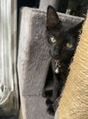 Sky - Little girl  - adorable fun black kitten!