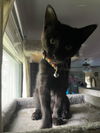 Sky - Little girl  - adorable fun black kitten!