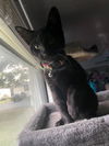 Sky - Little girl  - adorable fun black kitten!