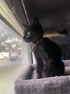 Sky - Little girl  - adorable fun black kitten!