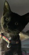 Sky - Little girl  - adorable fun black kitten!