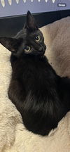 Sky - Little girl  - adorable fun black kitten!