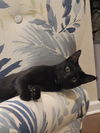 Sky - Little girl  - adorable fun black kitten!