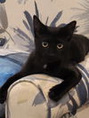 adoptable Cat in Atlanta, GA named Sky - Little girl adorable black kitten!