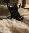 Sky - Little girl  - adorable fun black kitten!